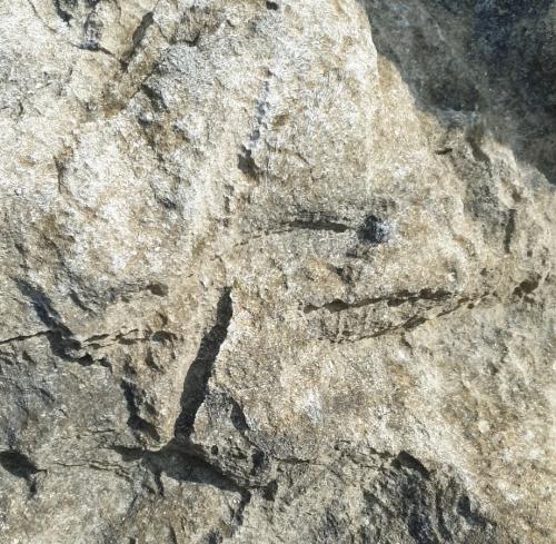 En avant première une des marques du capitaine William Kidd sur un des rochers de son île au trésor. (Albert FAGIOLI)